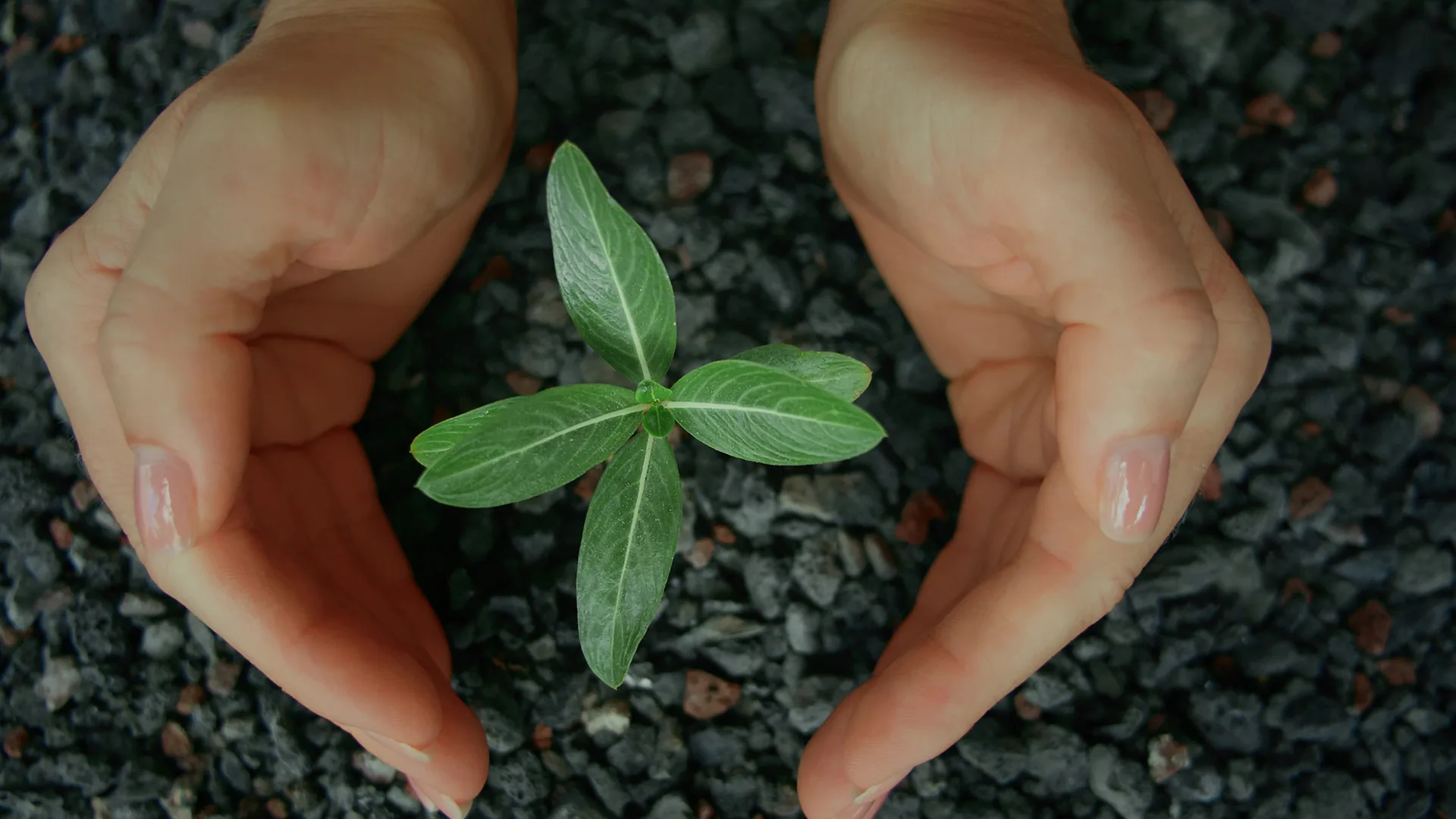 Cómo digitalizar tu pyme de manera sostenible con el medio ambiente